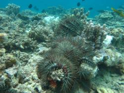 Despite the gains in coral cover recorded on many reefs in both the Capricorn-Bunker and Swain sectors there is still ongoing cause for concern. Outbreak densities of crown-of-thorns starfish on Fairfax Reef and Lady Musgrave Island Reef are hampering coral recovery in places where the starfish are locally abundant.