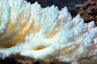 Coral bleaching occurs when the colony's symbiotic algae leave their host during periods of stress, including heat. Image: AIMS