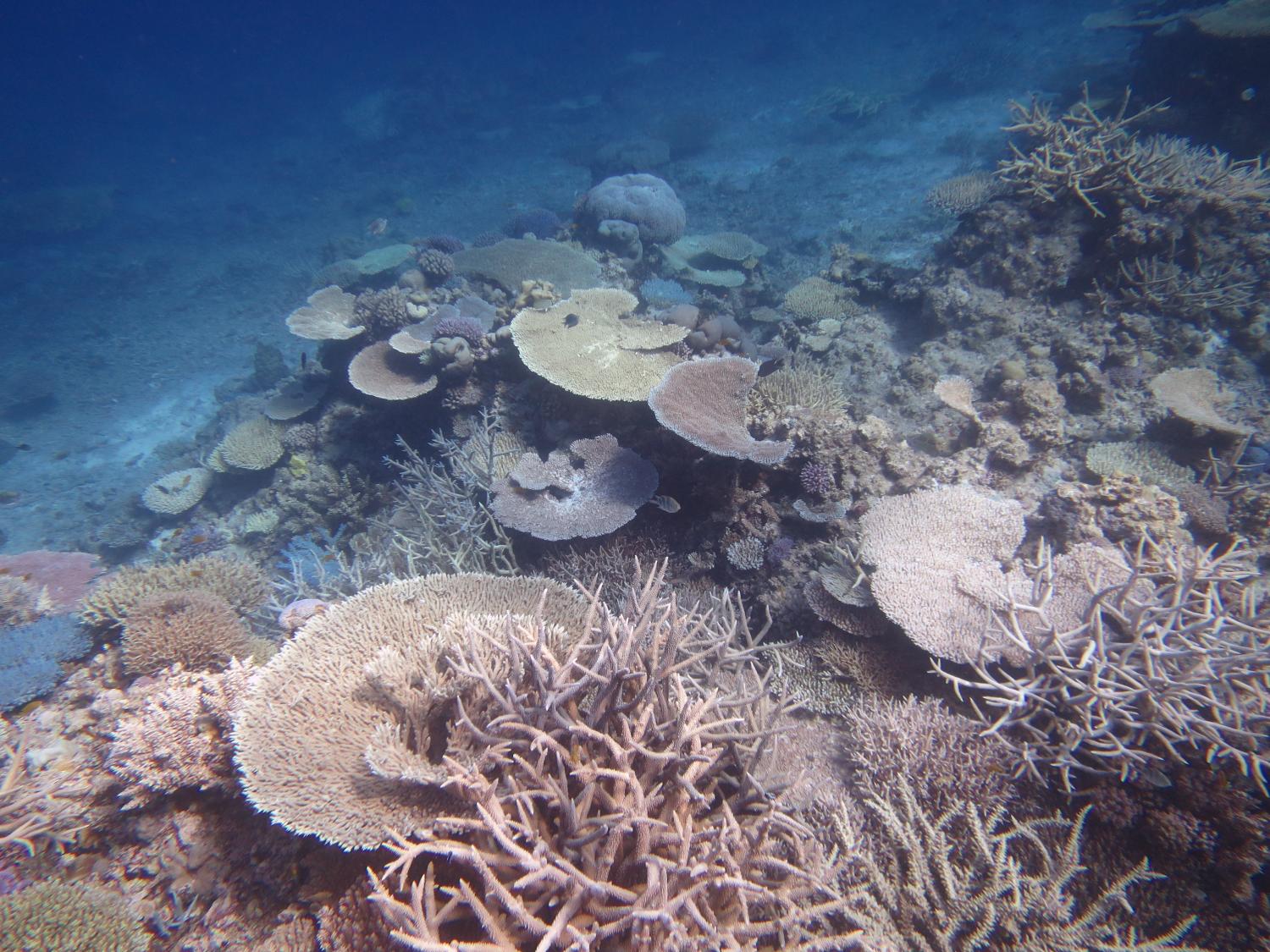 Image 1. Coral cover on Reef 21-245 was very good in places showing a remarkable recovery since Severe Cyclone Hamish in March 2009 and despite the presence of crown-of-thorns starfish on the reef.