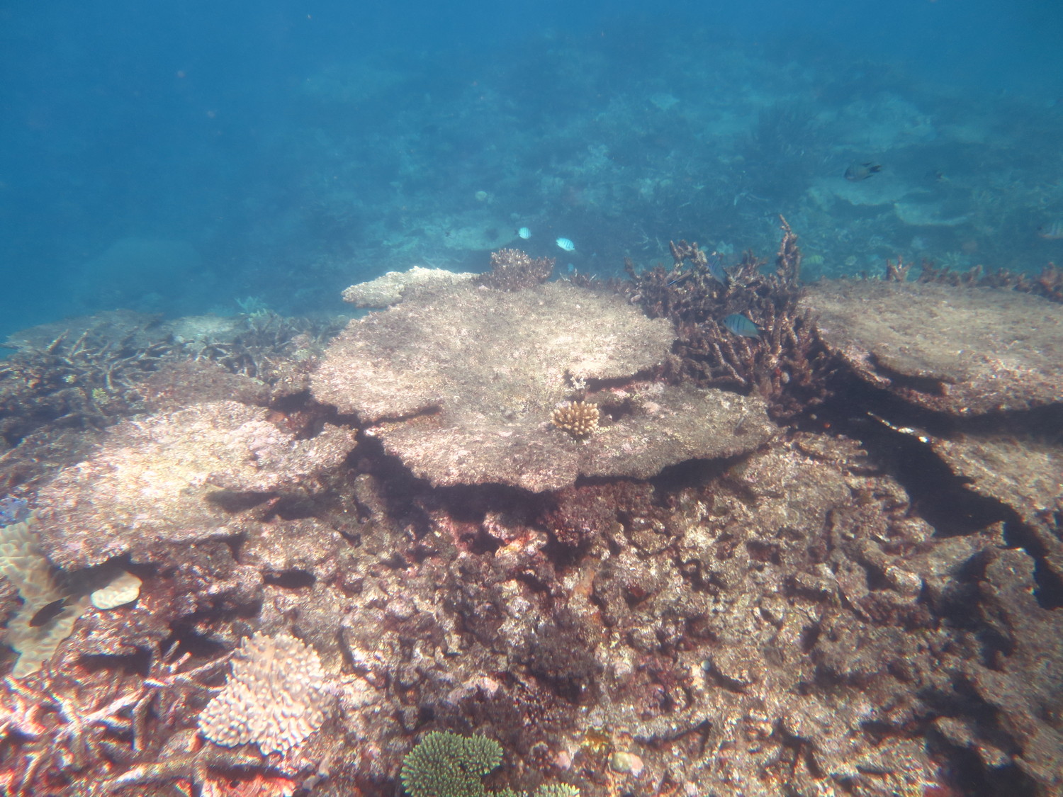 Image 3. View looking down the slope at Ellison Reef, showing how a once vibrant reef has been set back to one covered in algae.