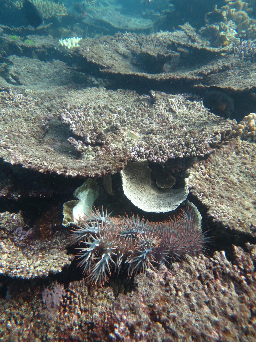 <strong>Image 1:</strong> High numbers of <em>A</em>. cf. <em>solaris</em> have ravaged large sections of Rib Reef in the Townsville sector. 