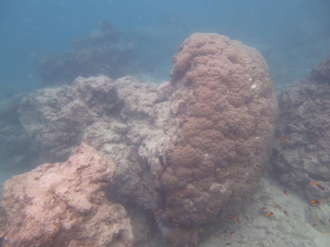 <strong>Image 1:</strong> Evidence of recent cyclone damage. This giant ‘tooth’ of a massive Porites sp. colony has been uprooted and tumbled down the reef slope.