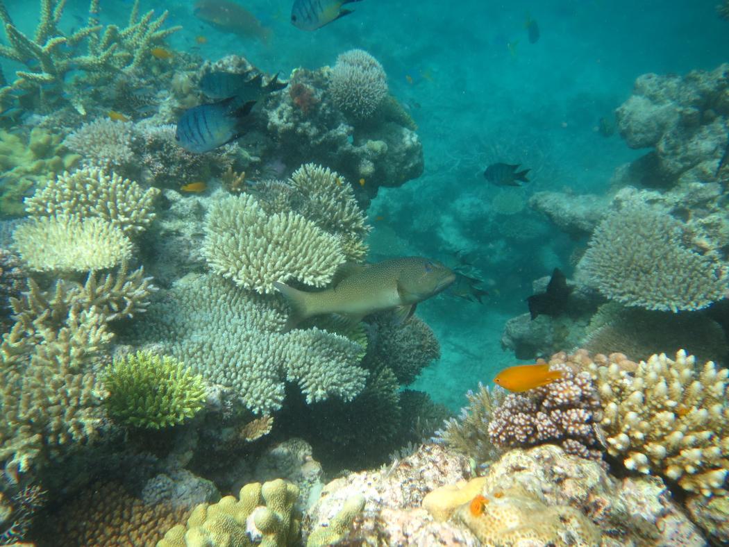 <strong>Image 3:</strong> Coral trout, <em>Plectrompous leopardus</em>, were highly abundant on most reefs in the Pompeys