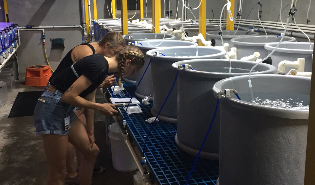 Two researchers in SeaSim tending to larvae