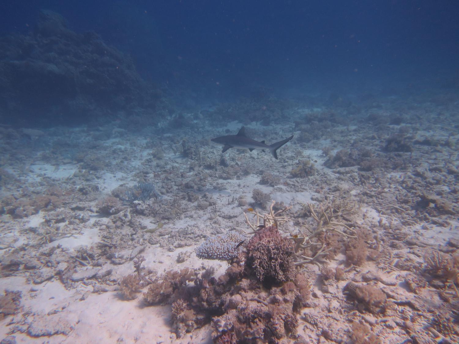 Image 4. A grey reef shark patrol's the sandy back reef area that supported only patchy coral cover on Reef 21-278.