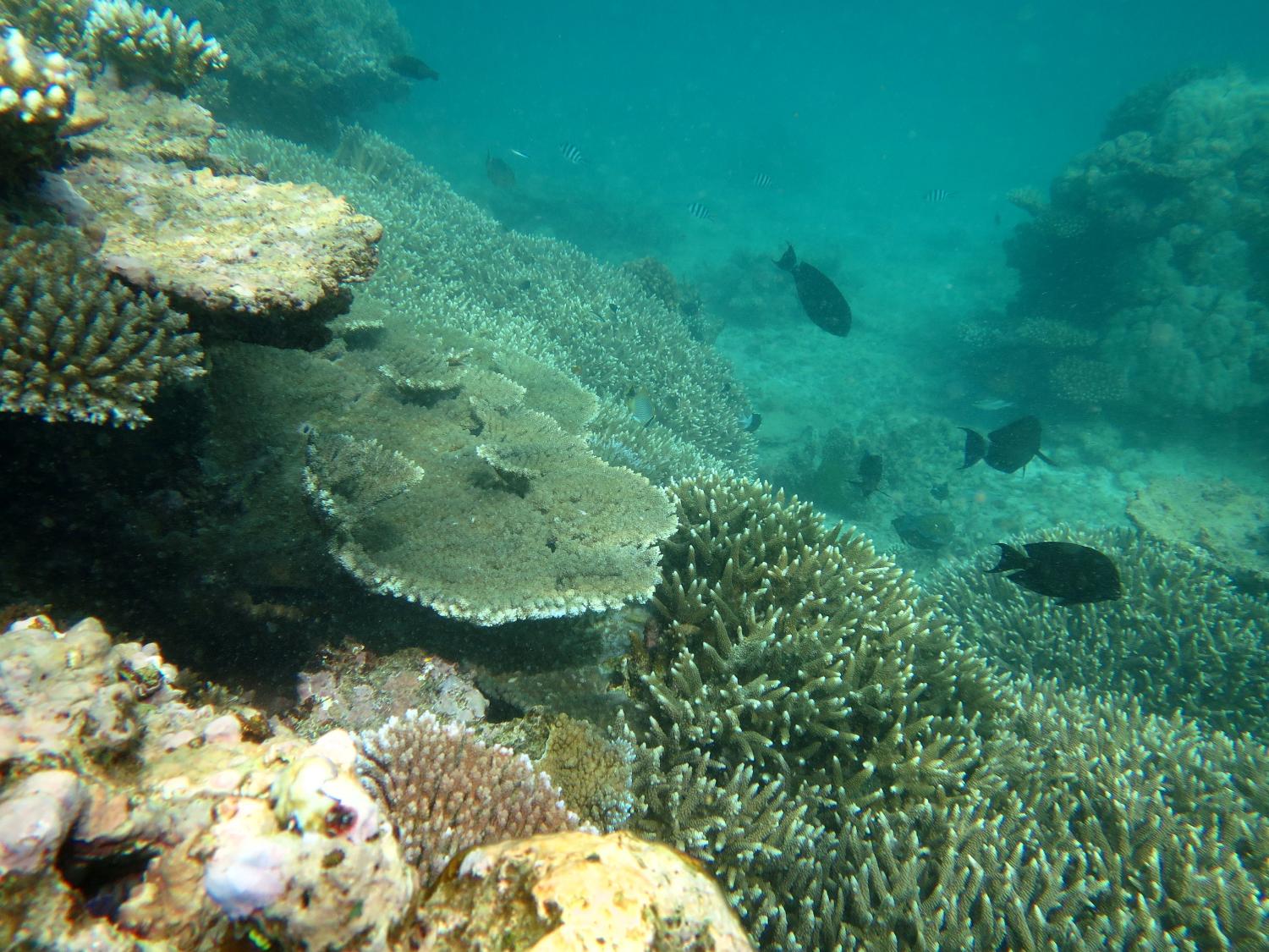 Image 3. A stretch of the reef slope at Hastings Reef where tabulate and branching growth forms of Acropora spp. are thriving.