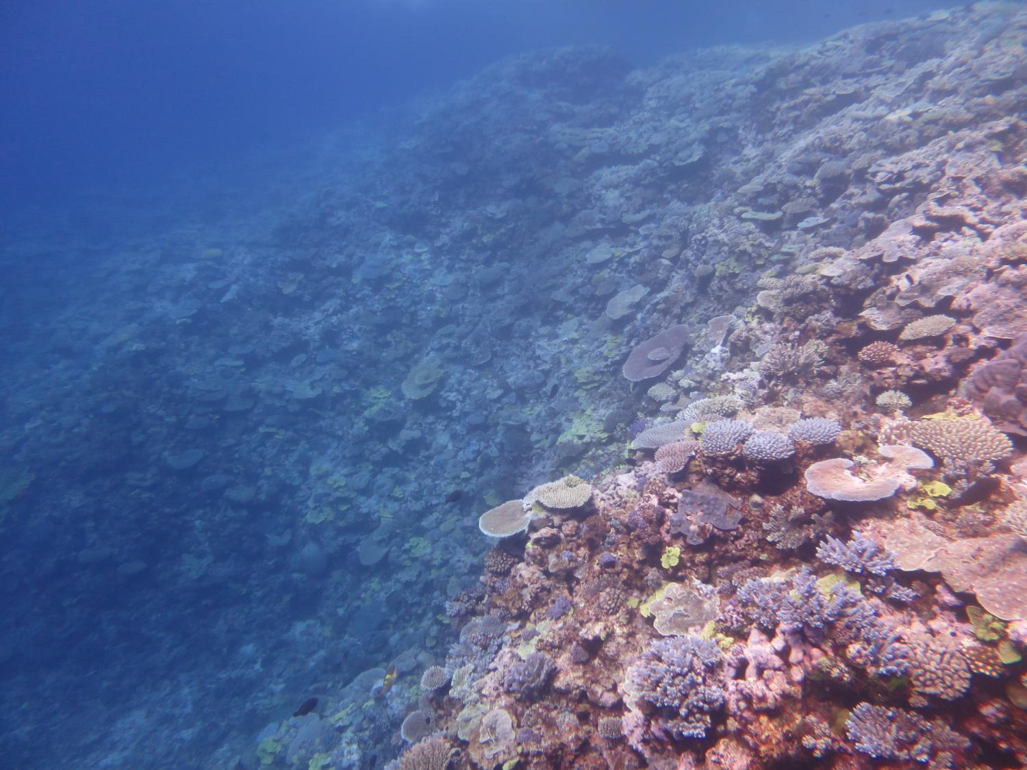 Image 3. Panoramic view of the front reef slope on Reef 21-278 showing many small coral colonies suggesting plenty of room for improvement as it continues to recover from the effects of Severe Cyclone Hamish in March 2009.