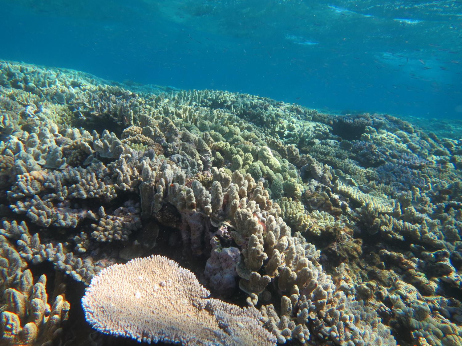 Image 2. Submassive hard corals growing on the crest of Reef 21-245 were a refreshing sight as these corals are particularly susceptible to the depredations resulting from coral bleaching.