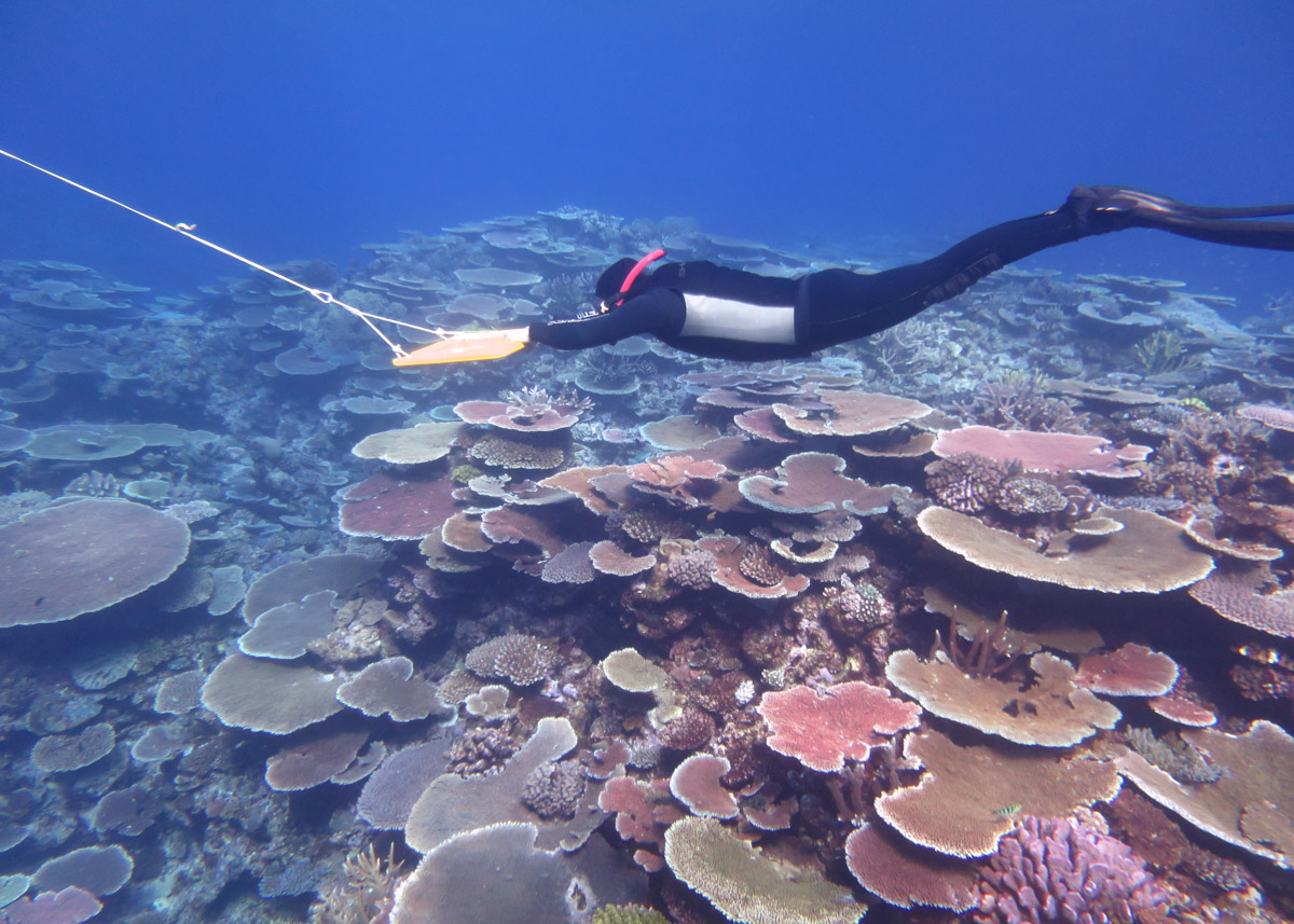 AIMS scientist conducting survey over coral reef