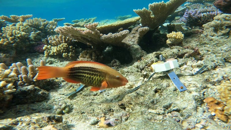 how-do-grazing-fishes-contribute-to-the-high-mortality-of-young-coral