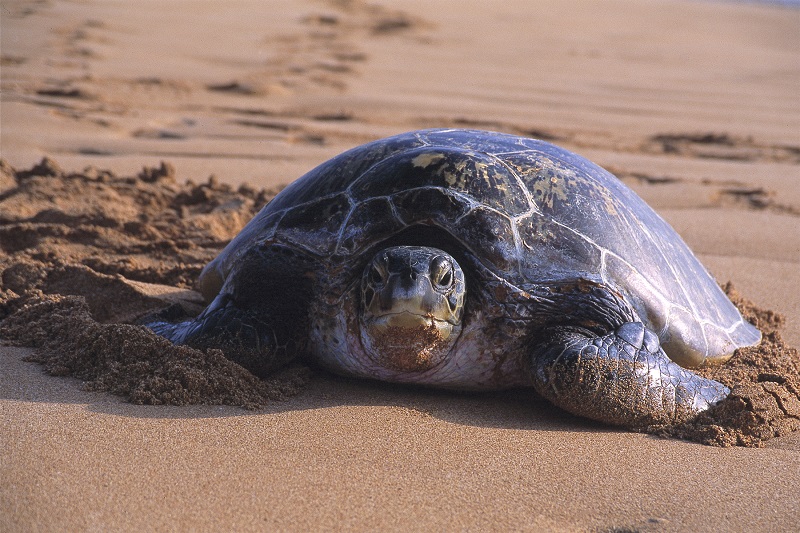 large turtle on the beach