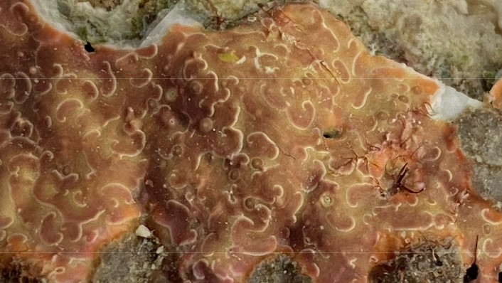 pink algae with white curved lines covers a rock in a thin layer