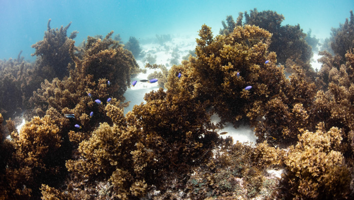 An underwater pic showing a bed of marine plants called sargassum