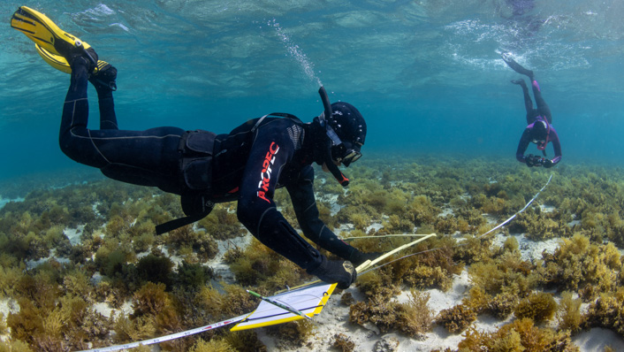 Two snorkellers with monitoring equipment over a bed of marine plants