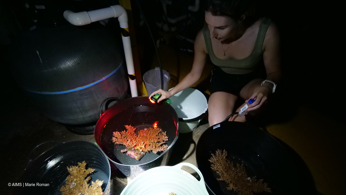 corals in buckets in a dark space with 2 people kneeling down next to them with torches