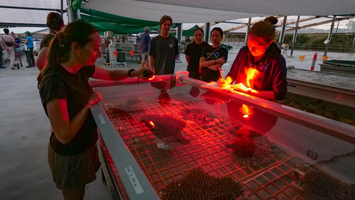 people standing around a tank with corals in early evening with red lights.