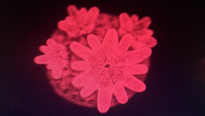 black background with a few coral polyps under red light under a microscope