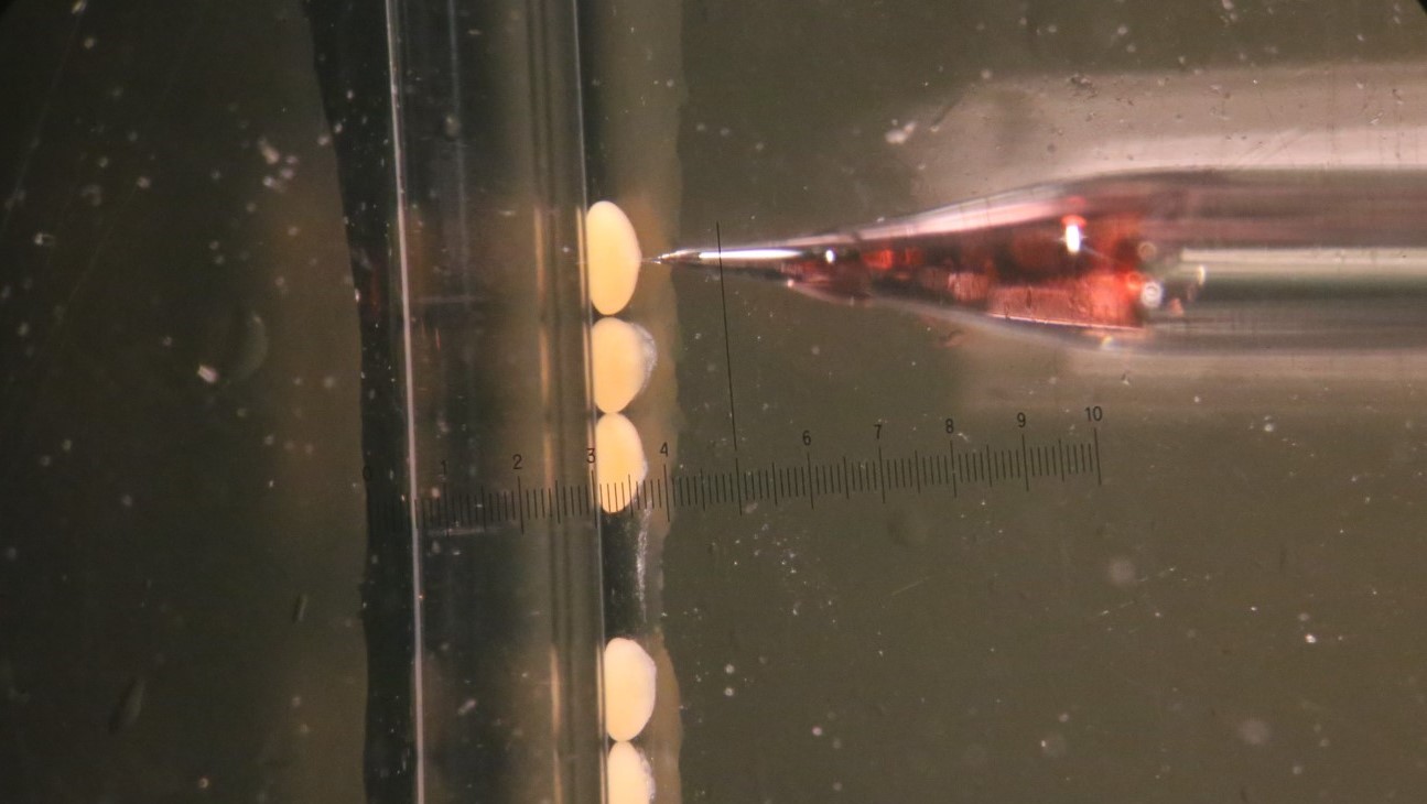 a close up of a small needle injecting into oval eggs on glass