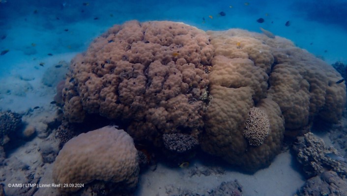 Large live boulder corals sitting on sand