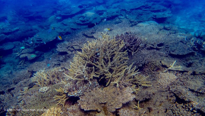 A live branching coral, surrounded by dead plate corals.