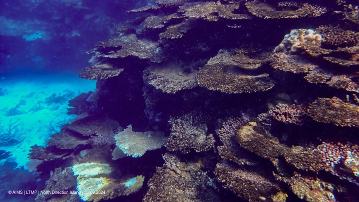 Many dead plate corals covered in brown algae