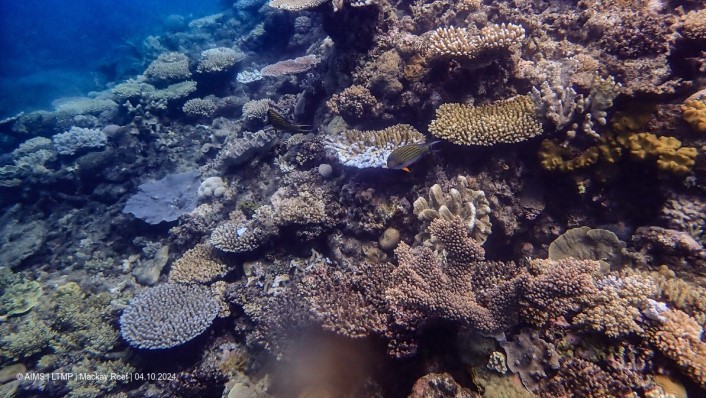 a mixture of live and dead hard coral on reef slope