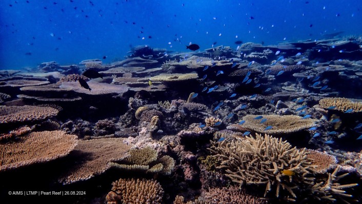 Many live plate corals on a reef