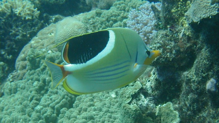 A rectangular fish with a black saddle in front of coral.