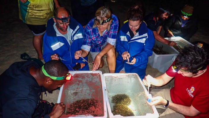 People sitting around rectangular tubs with corals in the bottom and pink spawn at the surface. it is night, but the scene is lit by torches