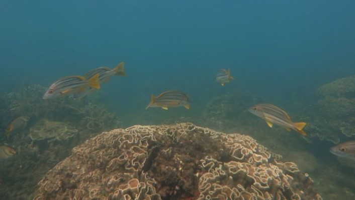 a school of stried mid sized fish swimming left to right above coral. water is green and cloudy