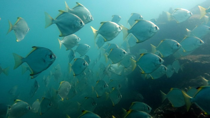 a school of diamond shaped fish, silver, against cloudy blue water surface