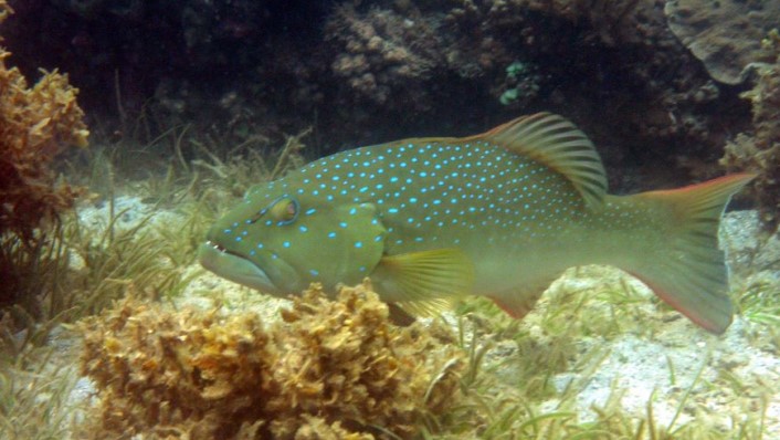 a mid sized fish with spots sits just above the sand surrounded by brown algae