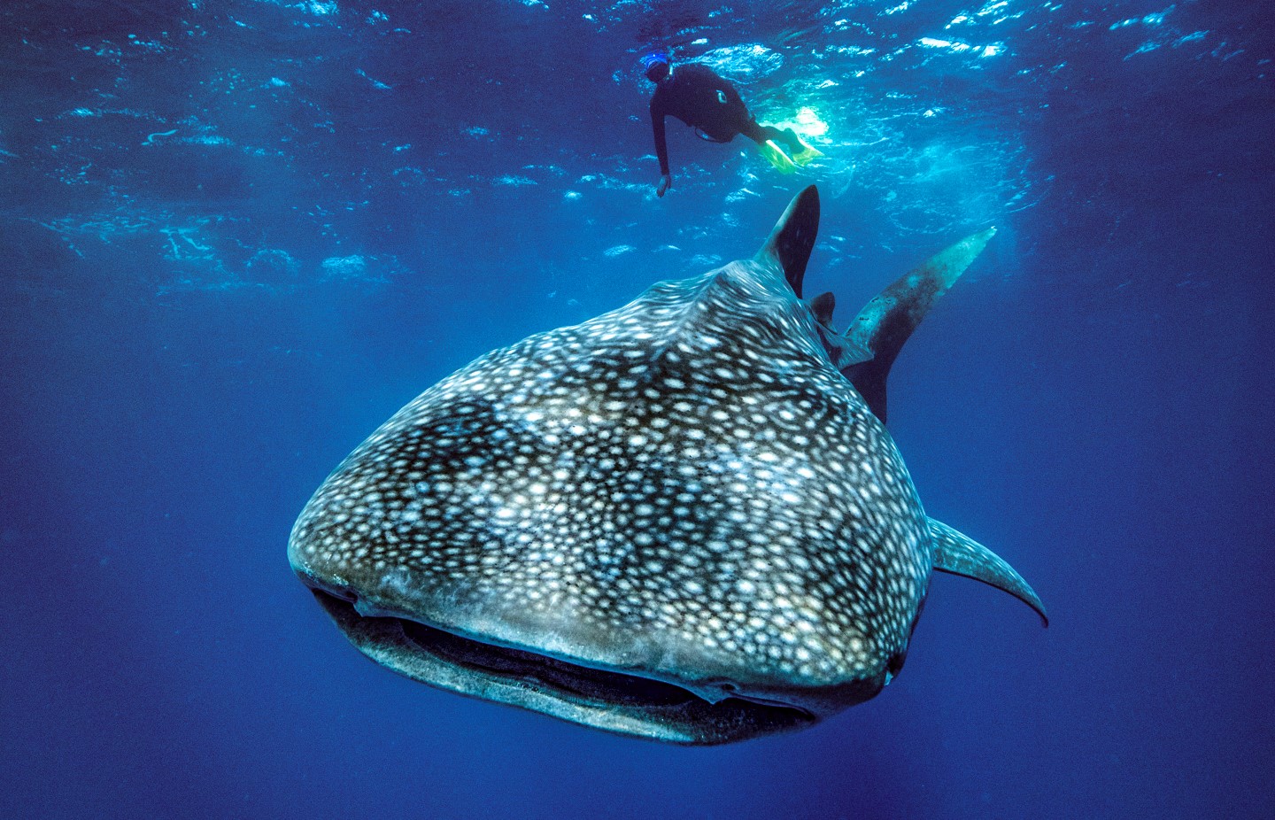 diver swimming near whale shark