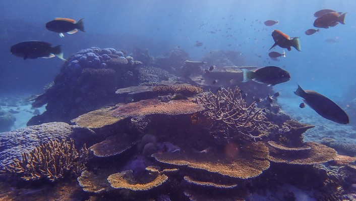 Fish swimming around plating corals