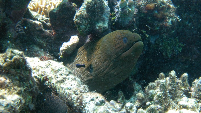 The head of a giant moray eel emerges from rocks and corals