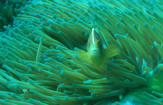 A small fish emerges from the strands of an anemone