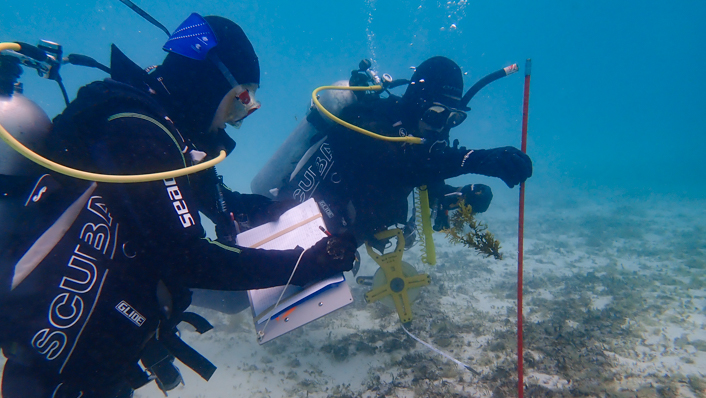 two divers underwater on a sandy floor with a long measuring stick and seaweed