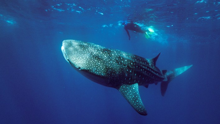 A diver swims above a whale shark in clear blue waters