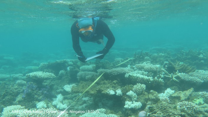 A snorkeller with a clipboard looks at a coral reef with very pale and white corals which are clearly bleached. A tape measure is laid over the corals.