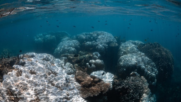 large old corals sit under the water's surface, very pale and obviously bleaching.