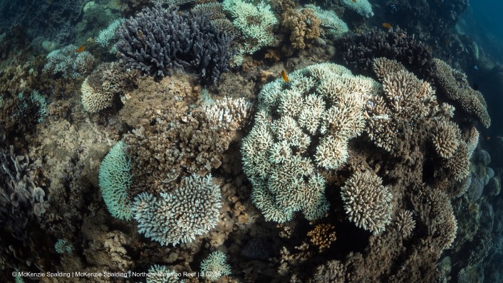 looking down on hard corals on a reef. Corals are paling and bleaching.