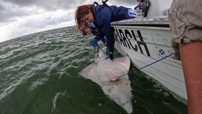 person leaning over side of boat with large shovelnose ray upside down next to boat