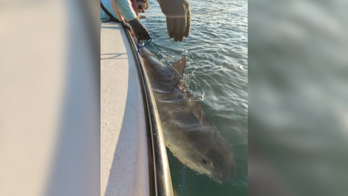 people leaning over the side of a small boat with a shark below the water's surface