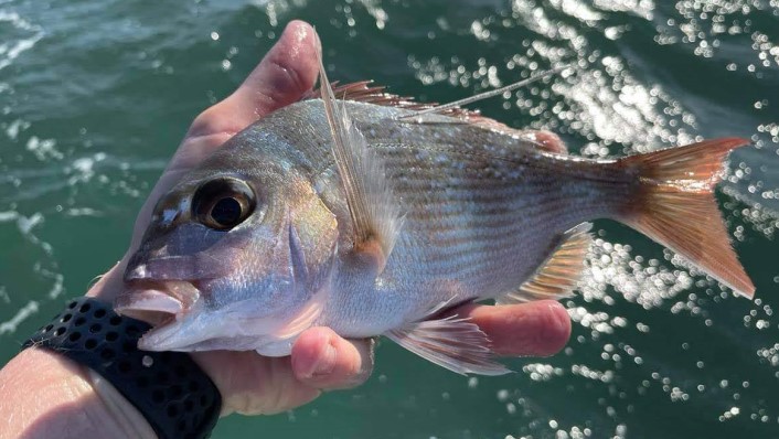 a person holding a pink fish with a thick wire-looking projection coming out of the fish near its dorsal fin