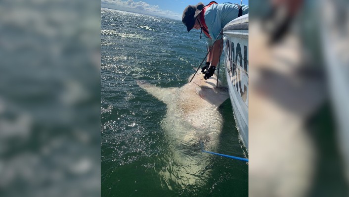 person leaning over the side of a small boat with a shark in the water