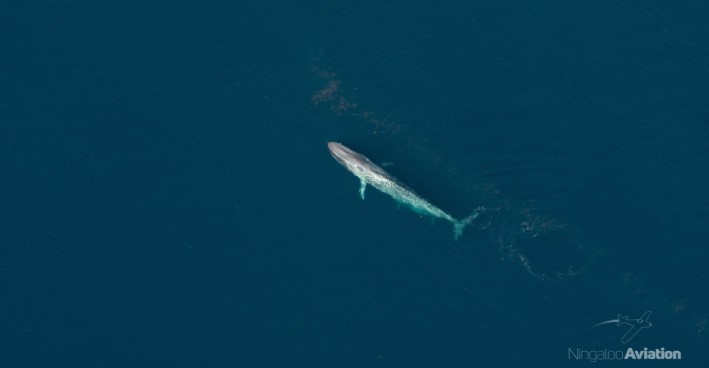 a whale at the surface of the water, photo taken from a great height