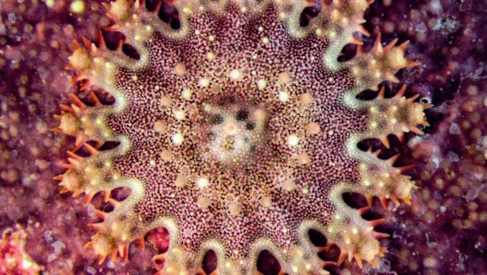 Close up of a juvenile crown-of-thorns starfish