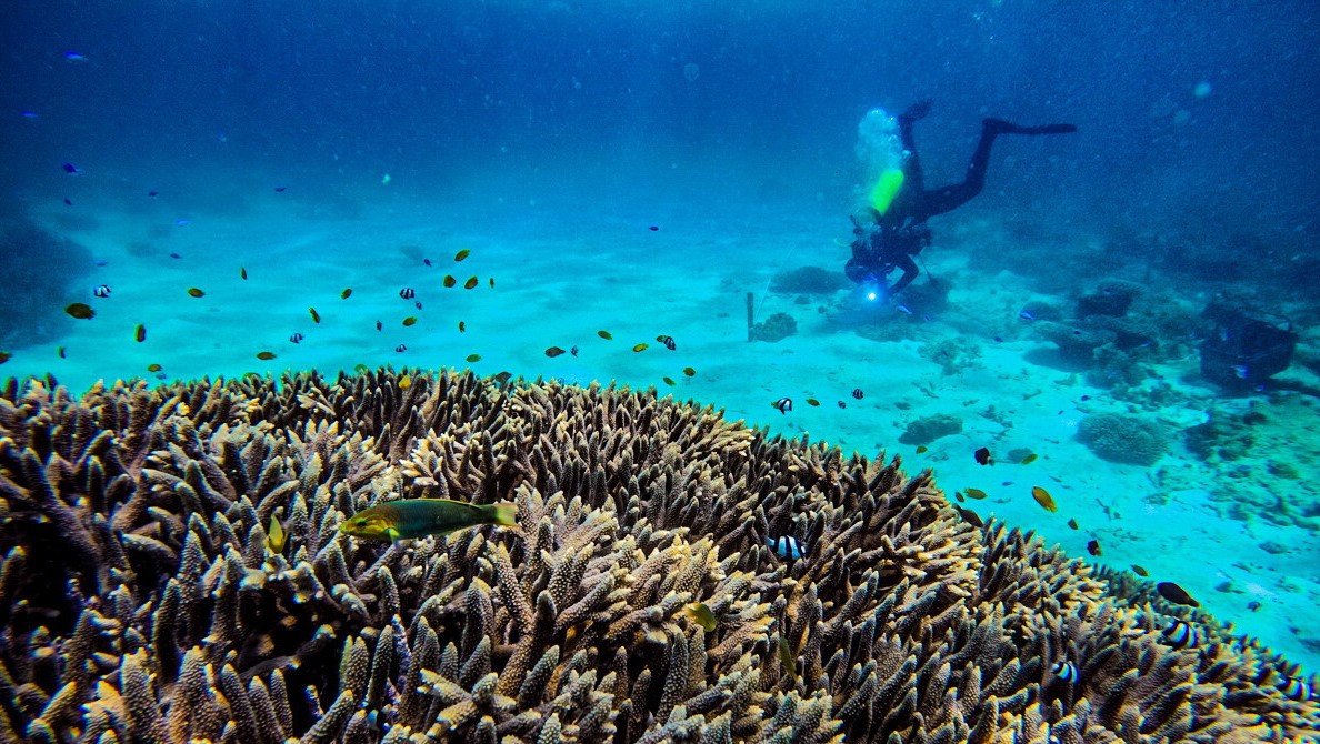 A scuba diver swims over sand next to a large coral in the foreground