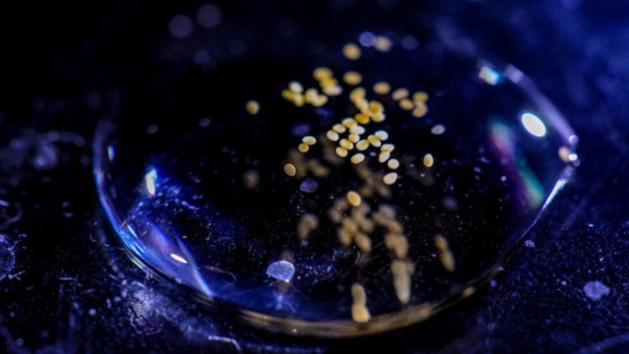 A close up of a droplet of water with tiny coral larvae inside. They look like brown dots.