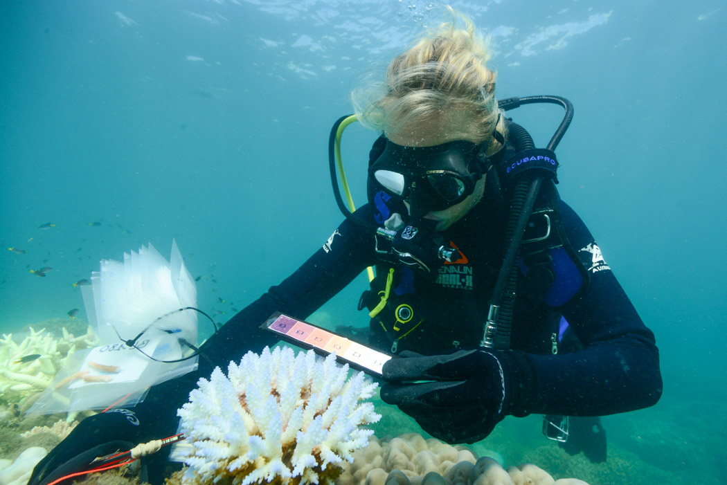 coral bleaching science experiments